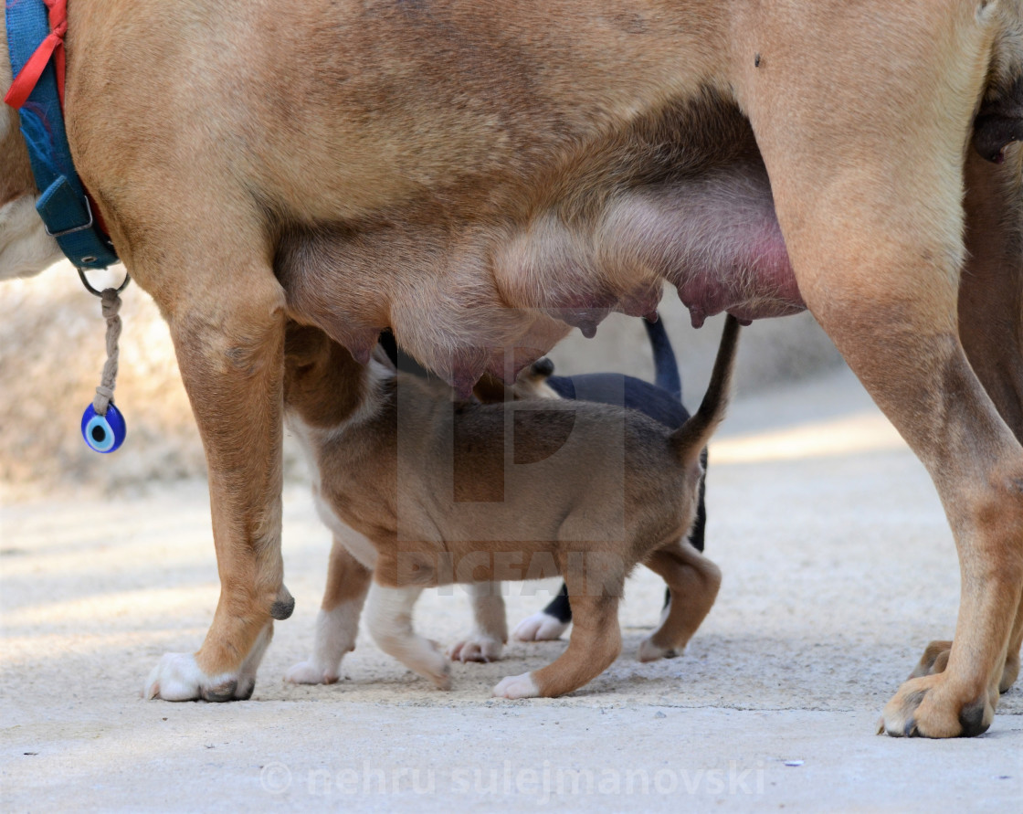 Female Dog Of American Staffordshire Terrier Feeding Up Puppies License Download Or Print For 6 20 Photos Picfair
