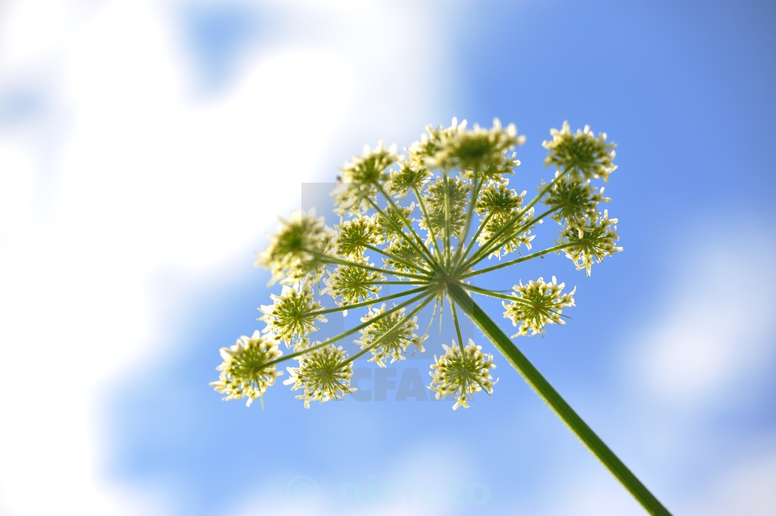 "Flower on field" stock image