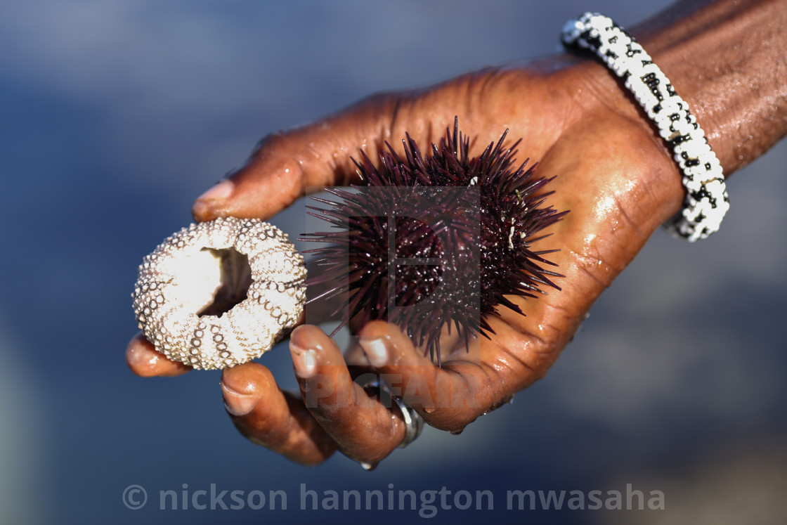 Sea Urchin License Download Or Print For 12 40 Photos Picfair