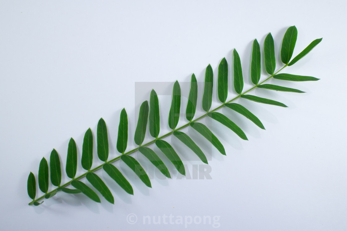 Horse Tamarind Tree Or White Popinac Wildflowers Isolated License Download Or Print For 12 40 Photos Picfair Horse Tamarind Tree Or White Popinac Wildflowers Isolated License Download Or Print For 12 40 Photos Picfair