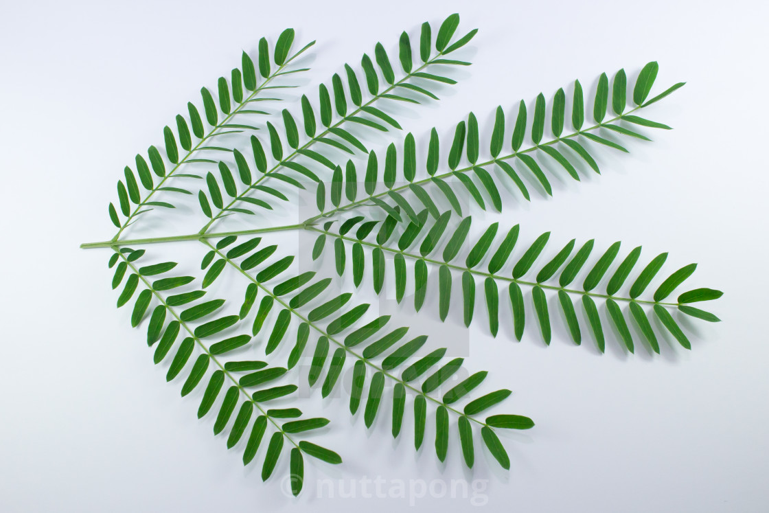 Horse Tamarind Tree Or White Popinac Wildflowers Isolated License Download Or Print For 12 40 Photos Picfair Horse Tamarind Tree Or White Popinac Wildflowers Isolated License Download Or Print For 12 40 Photos Picfair