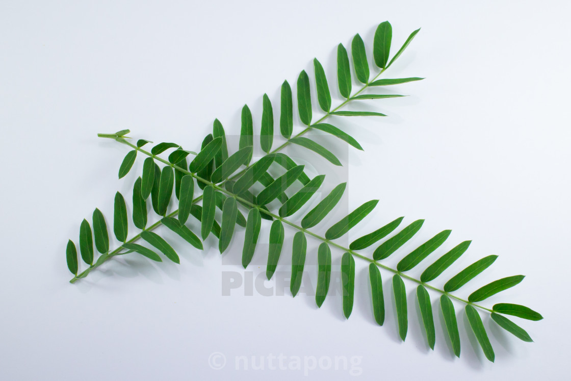 Horse Tamarind Tree Or White Popinac Wildflowers Isolated License Download Or Print For 12 40 Photos Picfair Horse Tamarind Tree Or White Popinac Wildflowers Isolated License Download Or Print For 12 40 Photos Picfair