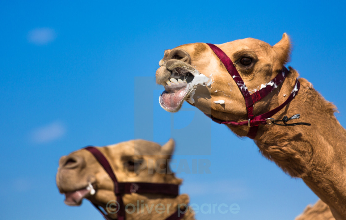 "I'm winning..." stock image