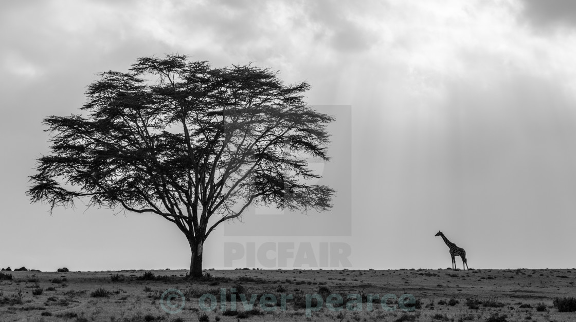 "Africa in Black and White" stock image