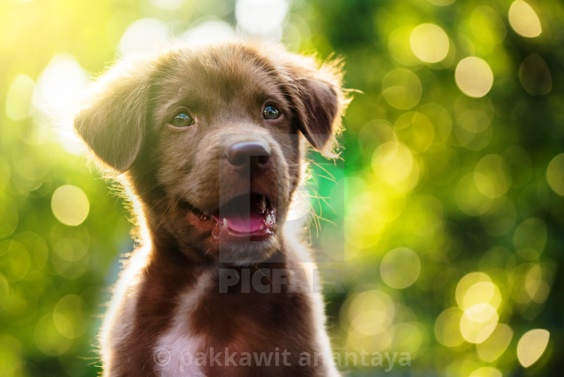 "Adorable Labrador puppy dog portrait with light bokeh abstract background" by pakkawit anantaya - £12.40 "Adorable Labrador puppy dog portrait with light bokeh abstract background" stock image