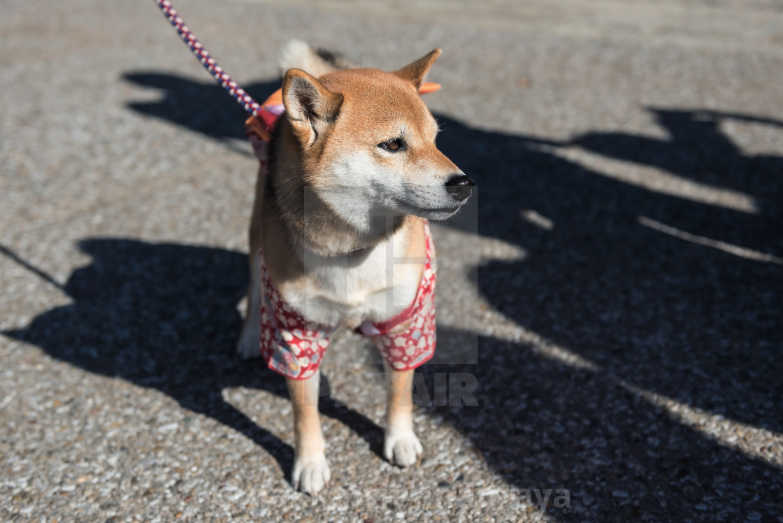 Cute Shiba Inu Dog With Japan Costume License Download Or Print For 12 40 Photos Picfair