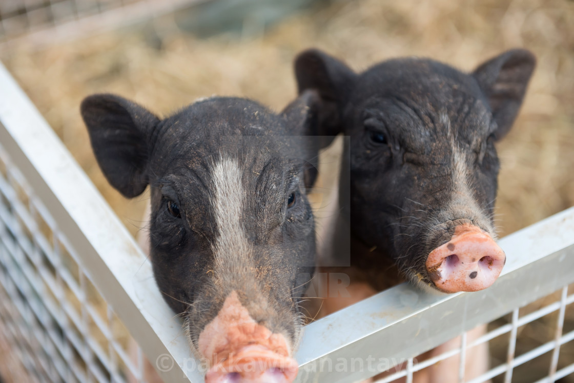 Adorable Two Piglet Or Pigs In Farm License Download Or