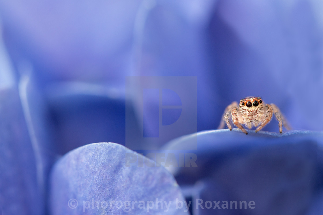 "smiley spider" stock image