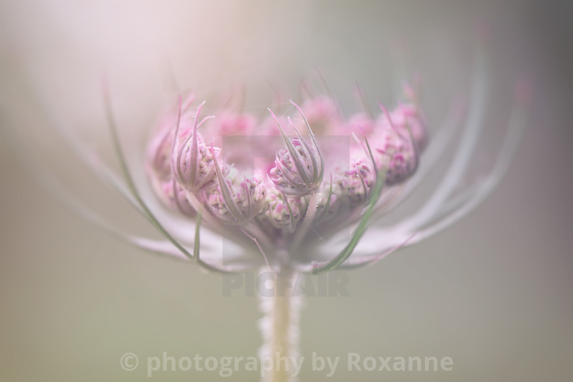 "queen annes lace" stock image