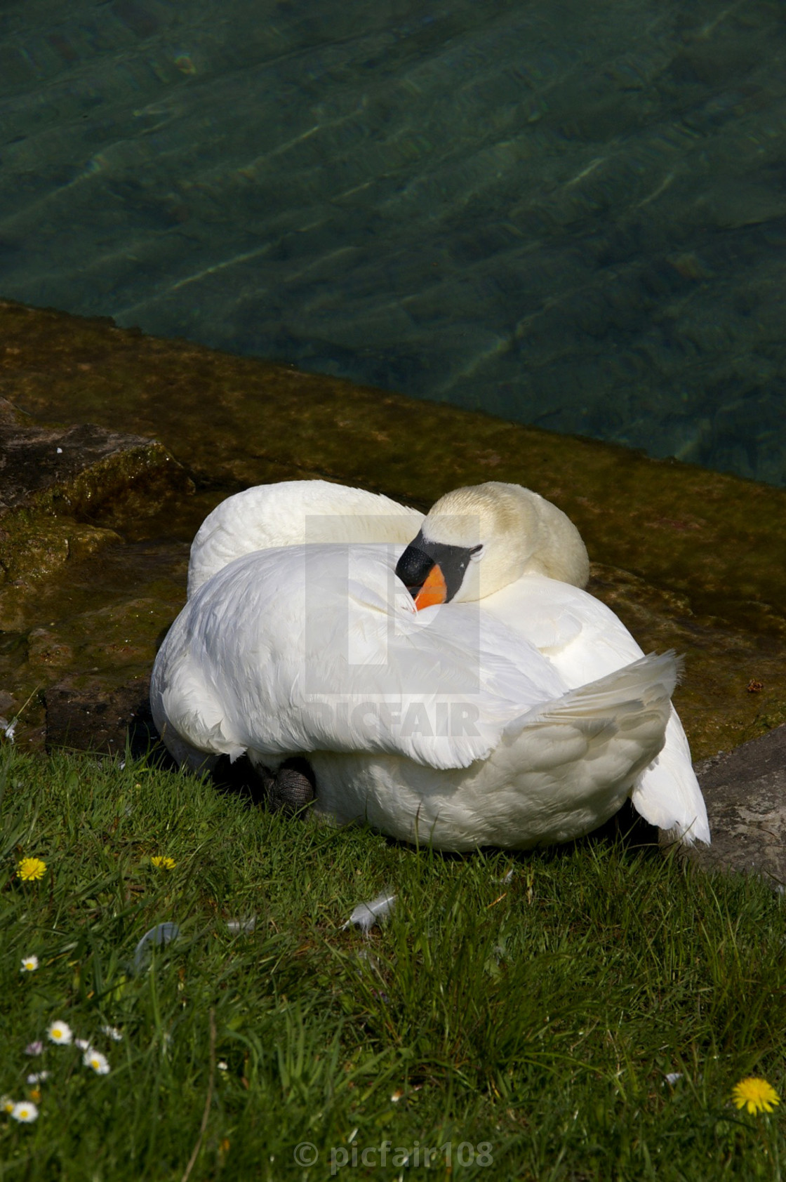 The Sleeping Swans >> Sleeping Swan On A Bank Of The Lake License Download Or Print For The Sleeping Swans >> Sleeping Swan On A Bank Of The Lake License Download Or Print For