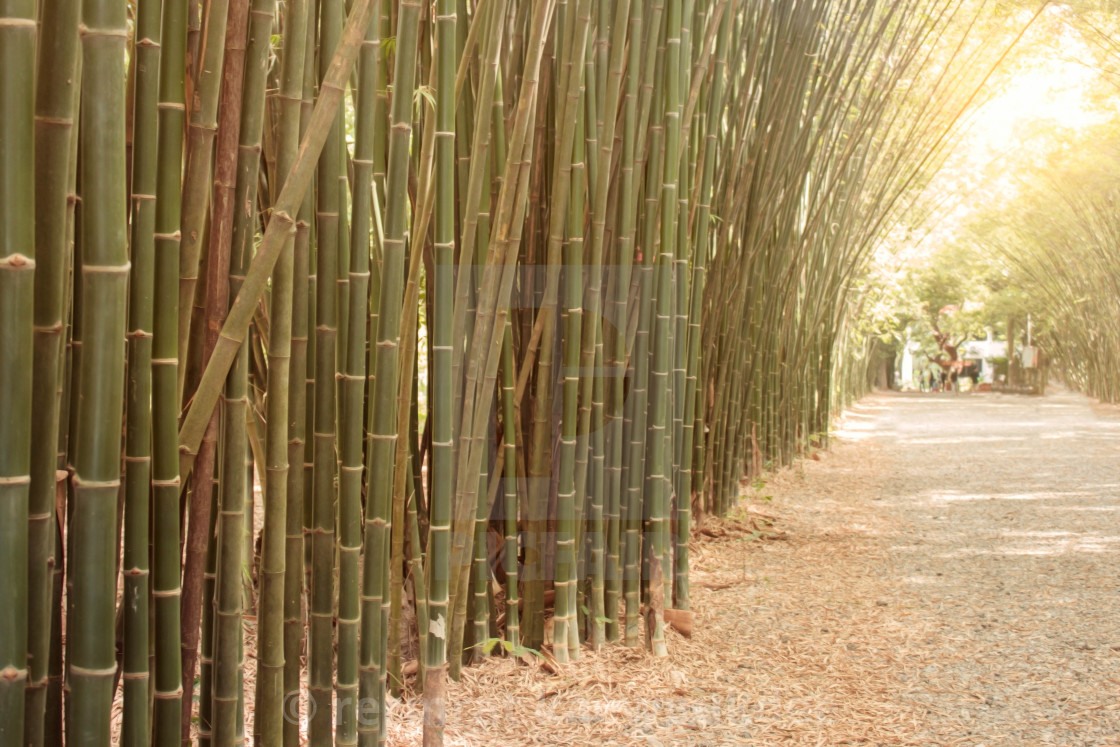 Bamboo Garden In Summer License Download Or Print For 12 40
