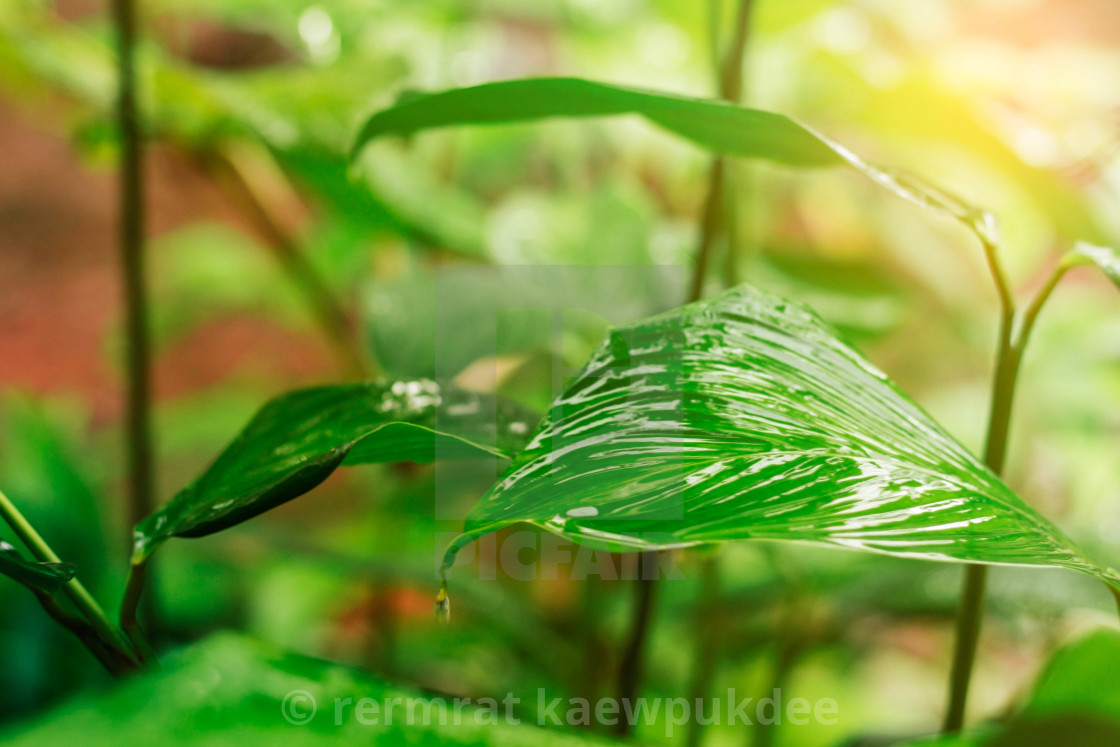 ornamental with rainy season nature license for 12 40 on picfair