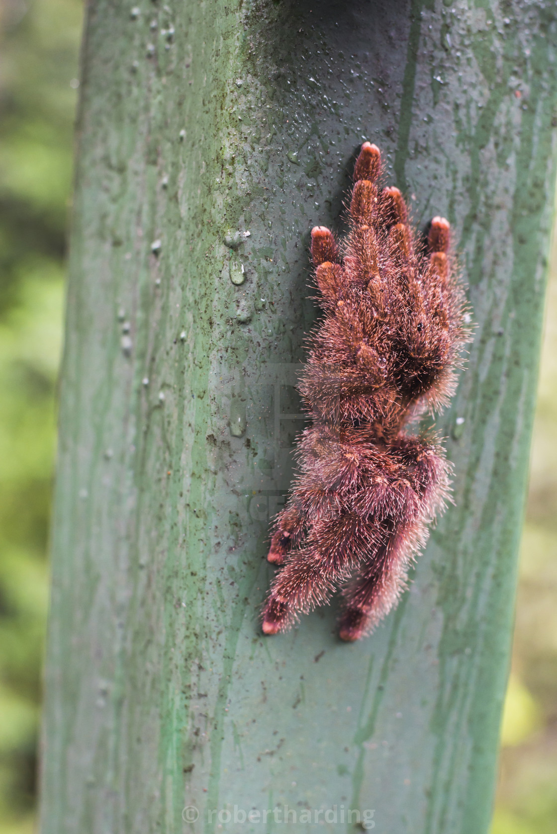 "Tarantula, Amazon Rainforest, Coca, Ecuador, South America" stock image