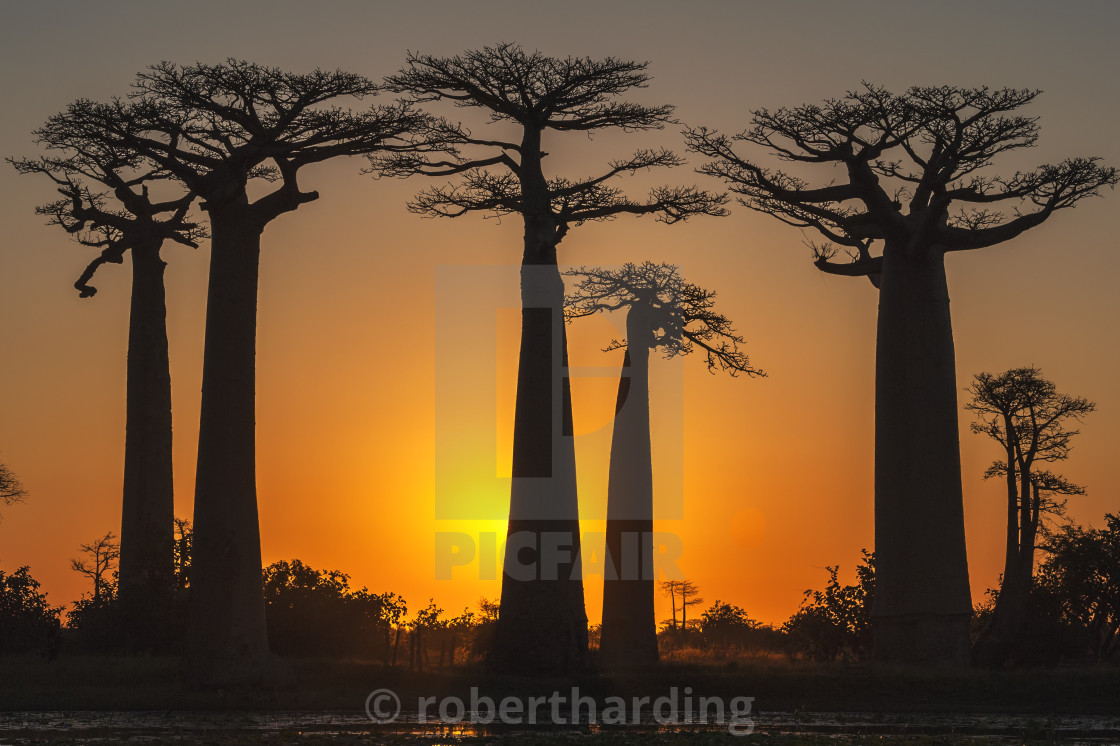 Baobab Trees Adansonia Grandidieri At Sunset Morondava Toliara Province License Download Or Print For 79 84 Photos Picfair Baobab Trees Adansonia Grandidieri At Sunset Morondava Toliara Province License Download Or Print For 79 84 Photos Picfair