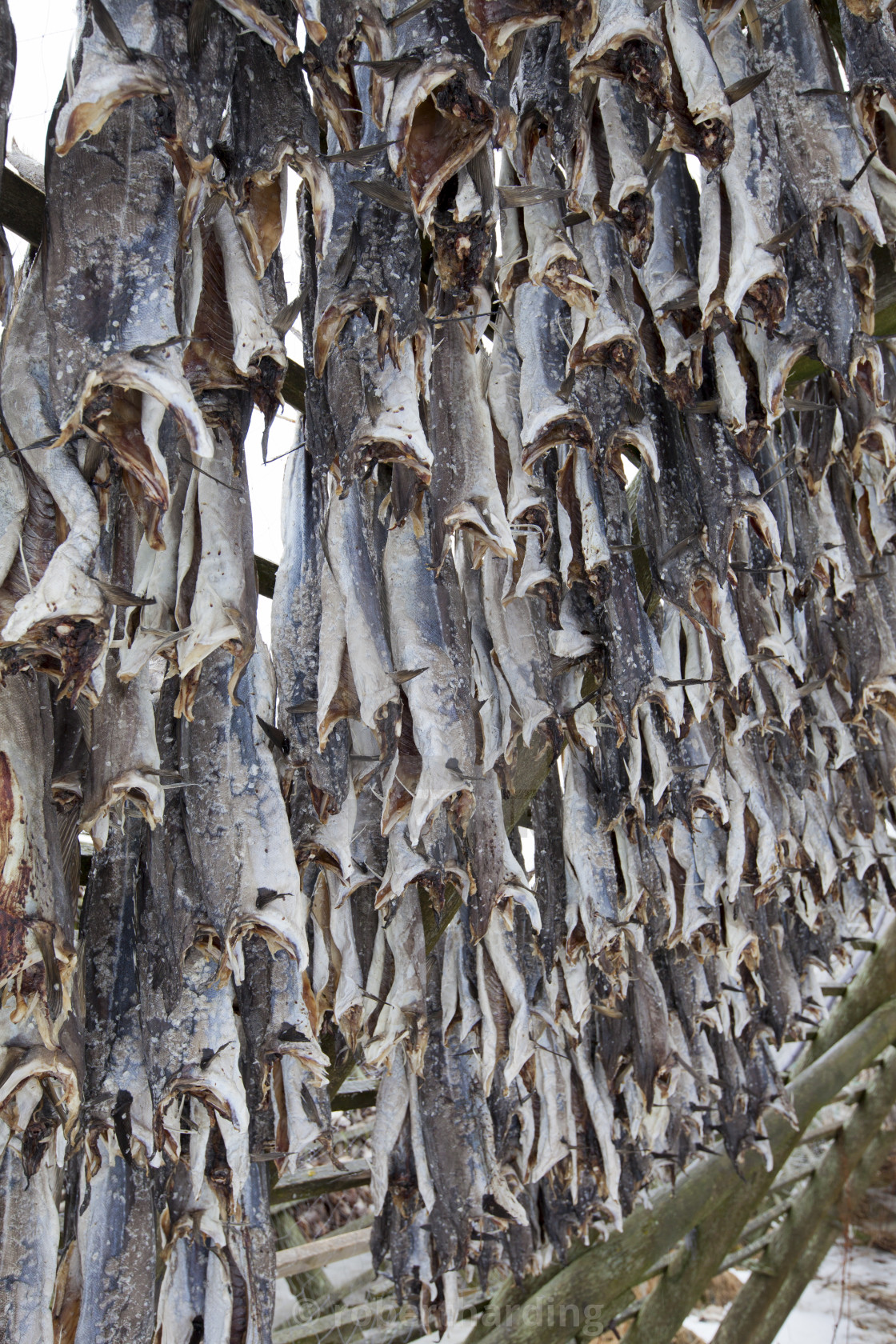 Cod Stockfish.Industrial Fishing in Norway Stock Photo - Image of