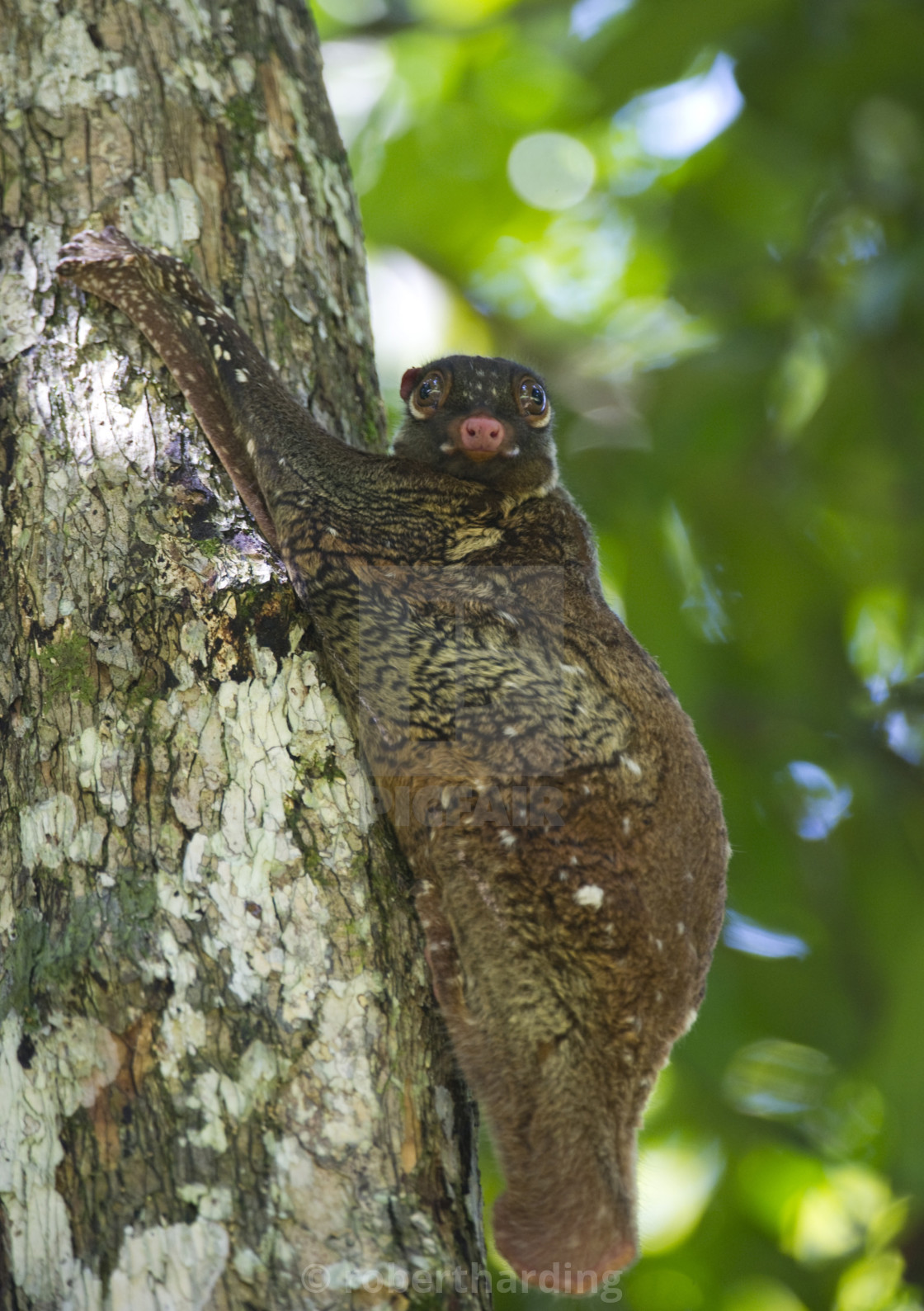 Flying lemur (gliding lemur) (Galeopterus variegates) in Bako National Park... - License, download or print for £ | Photos | Picfair Flying lemur (gliding lemur) (Galeopterus variegates) in Bako National Park... - License, download or print for £ | Photos | Picfair