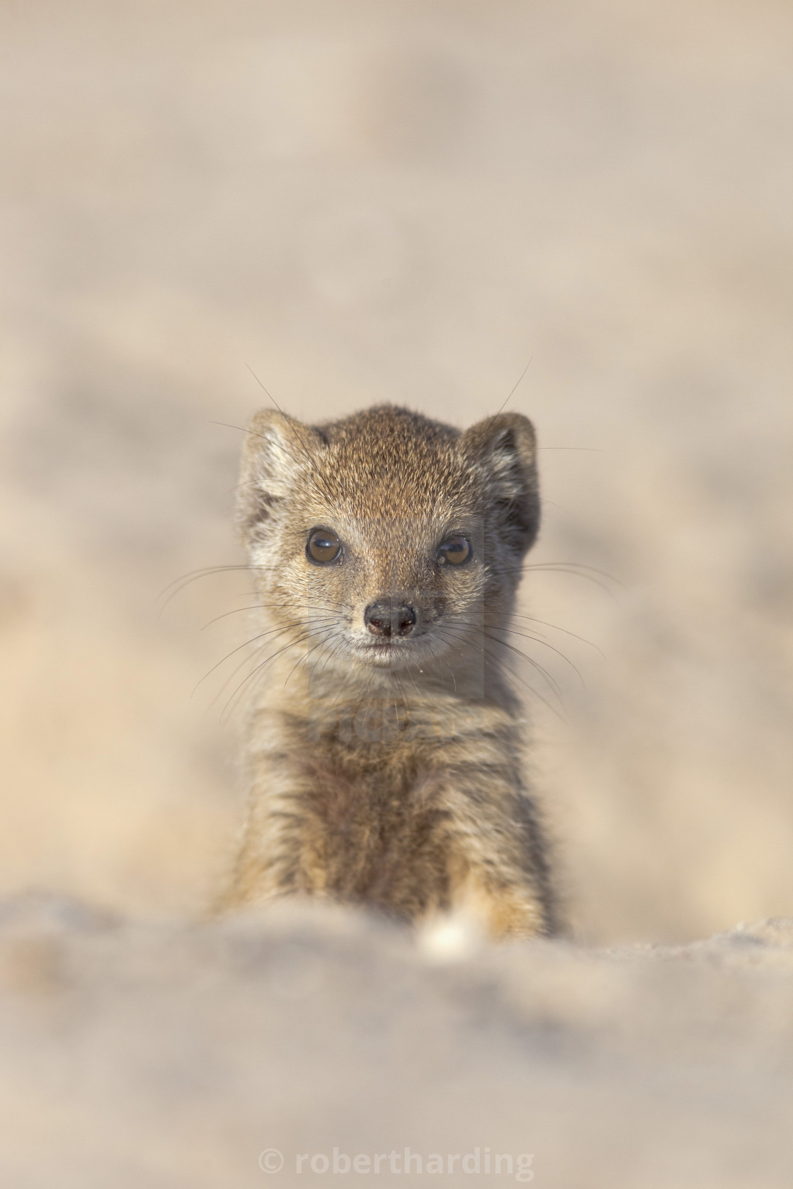 Yellow Mongoose Cynictis Penicillata Young Kgalagadi Transfrontier Park License Download Or Print For 79 84 Photos Picfair