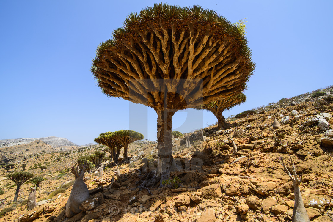 Dracaena Cinnabari The Socotra Dragon Tree Dragon Blood Tree Forest License Download Or Print For 79 84 Photos Picfair