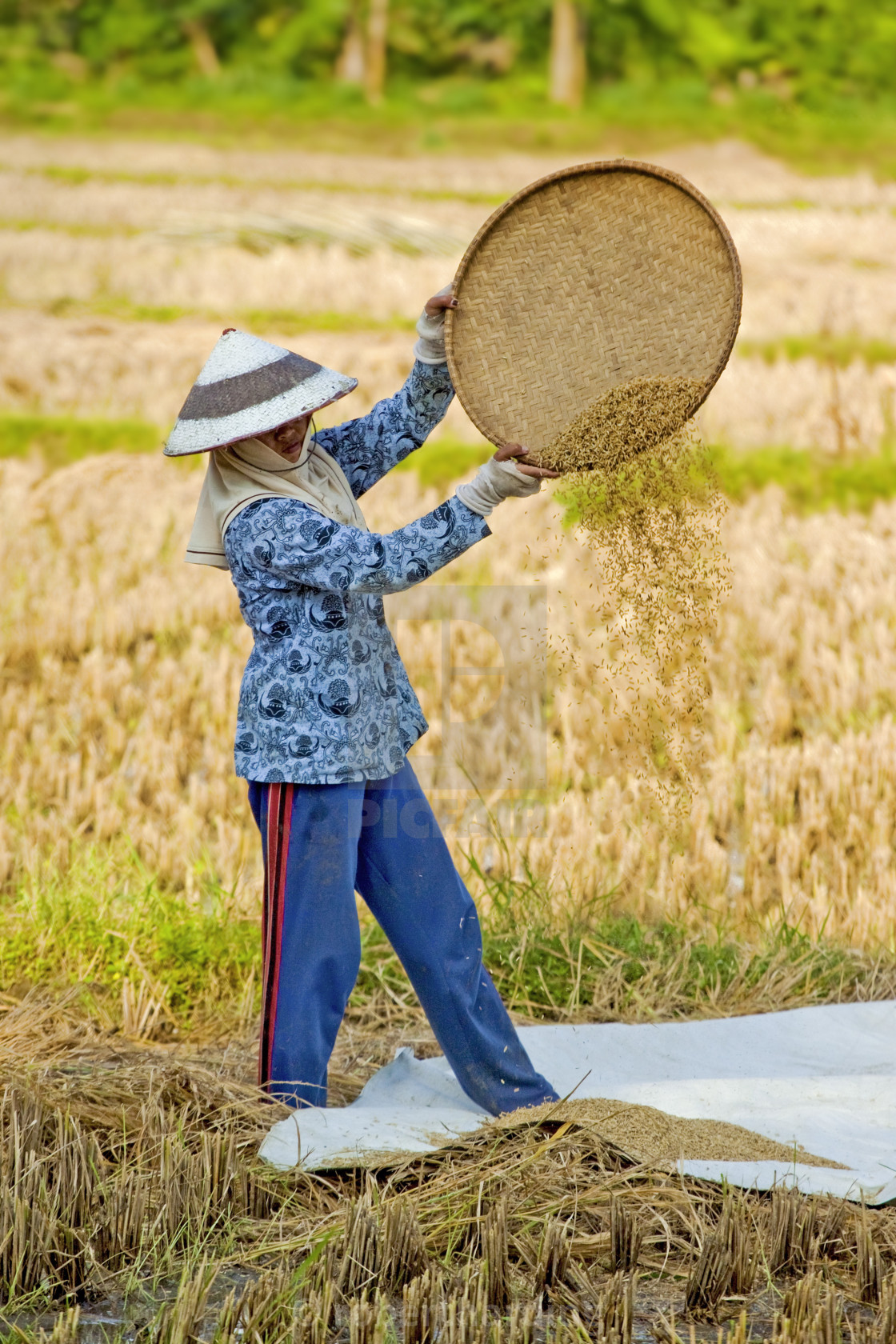 Female farm worker in conical hat 