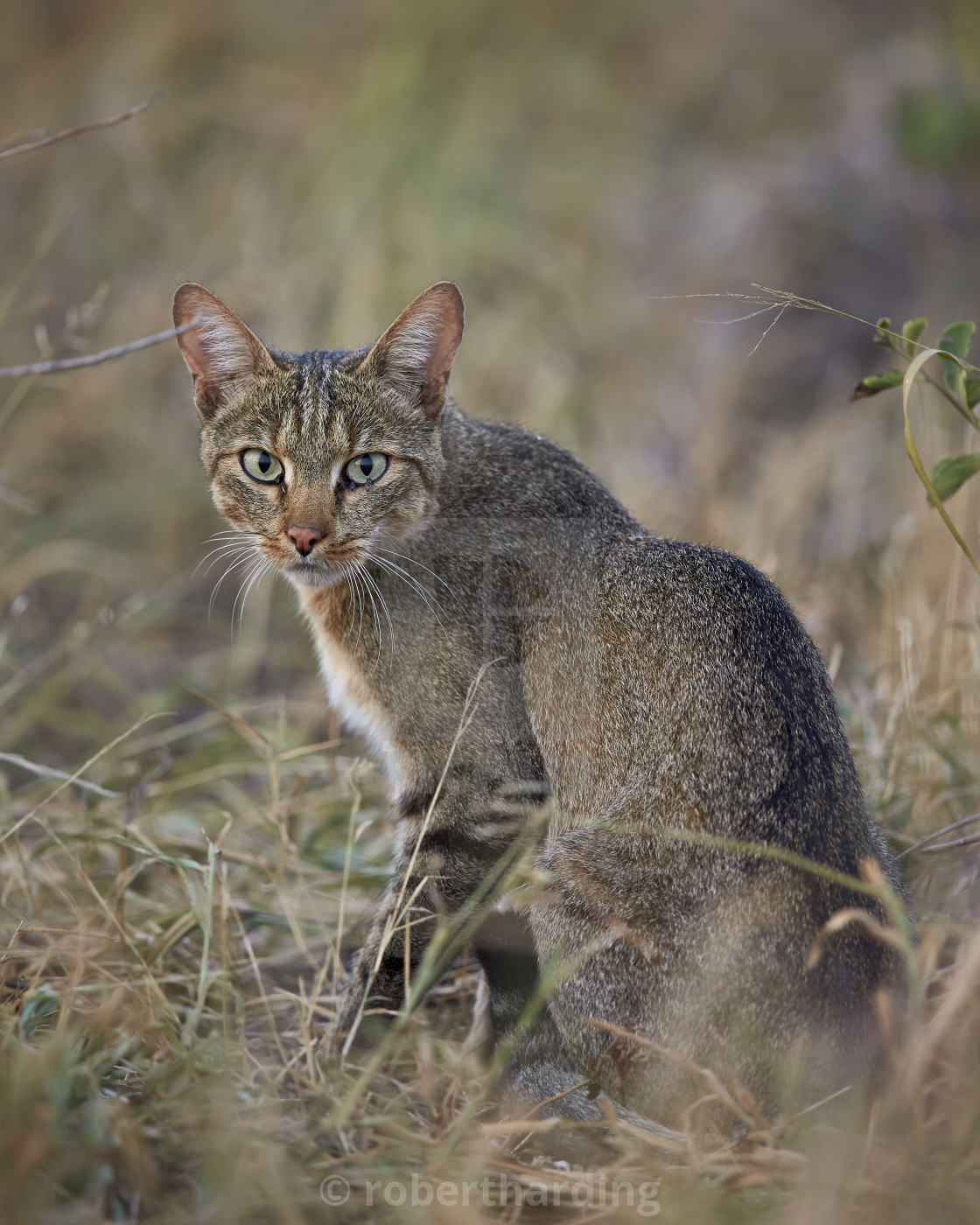 African Wild Cat Felis Silvestris Lybica Kruger National Park
