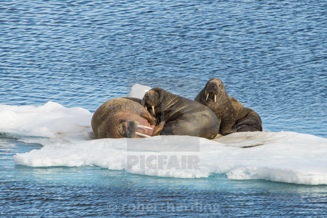 "Three walrus (Odobenus rosmarus) on an ice shelf, Arctic shelf, Svalbard,..." stock image