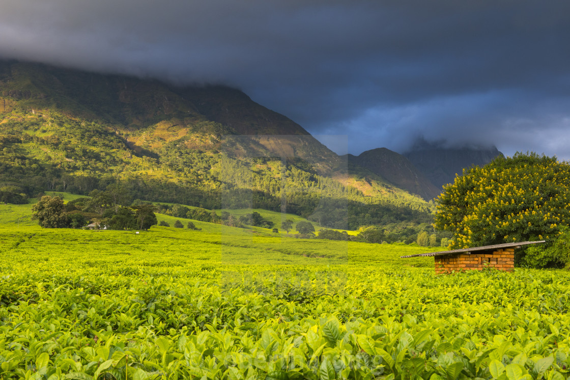 Tea Estate On Mount Mulanje Malawi Africa License Download Or Print For 79 84 Photos Picfair