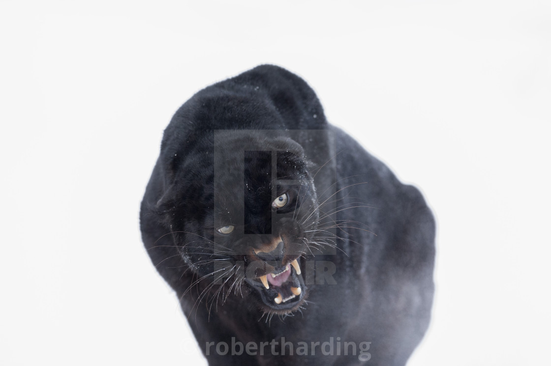 "Black panther (black leopard) (Panthera onca), Montana, United States of..." stock image