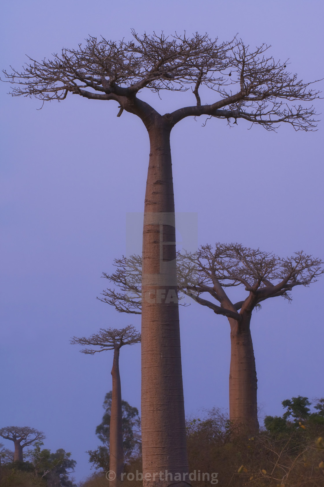 Baobabs Adansonia Grandidieri At Sunset Morondava Madagascar Africa License Download Or Print For 79 84 Photos Picfair Baobabs Adansonia Grandidieri At Sunset Morondava Madagascar Africa License Download Or Print For 79 84 Photos Picfair