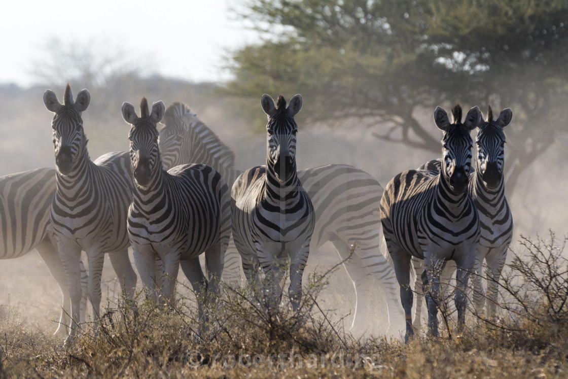 Burchell S Zebra Equus Quagga Burchellii Looking At The Camera