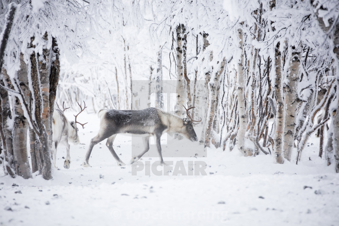 Reindeer in the frozen wood, Levi, Kittila, Lapland, - License, print for £79.84 | Photos | Picfair