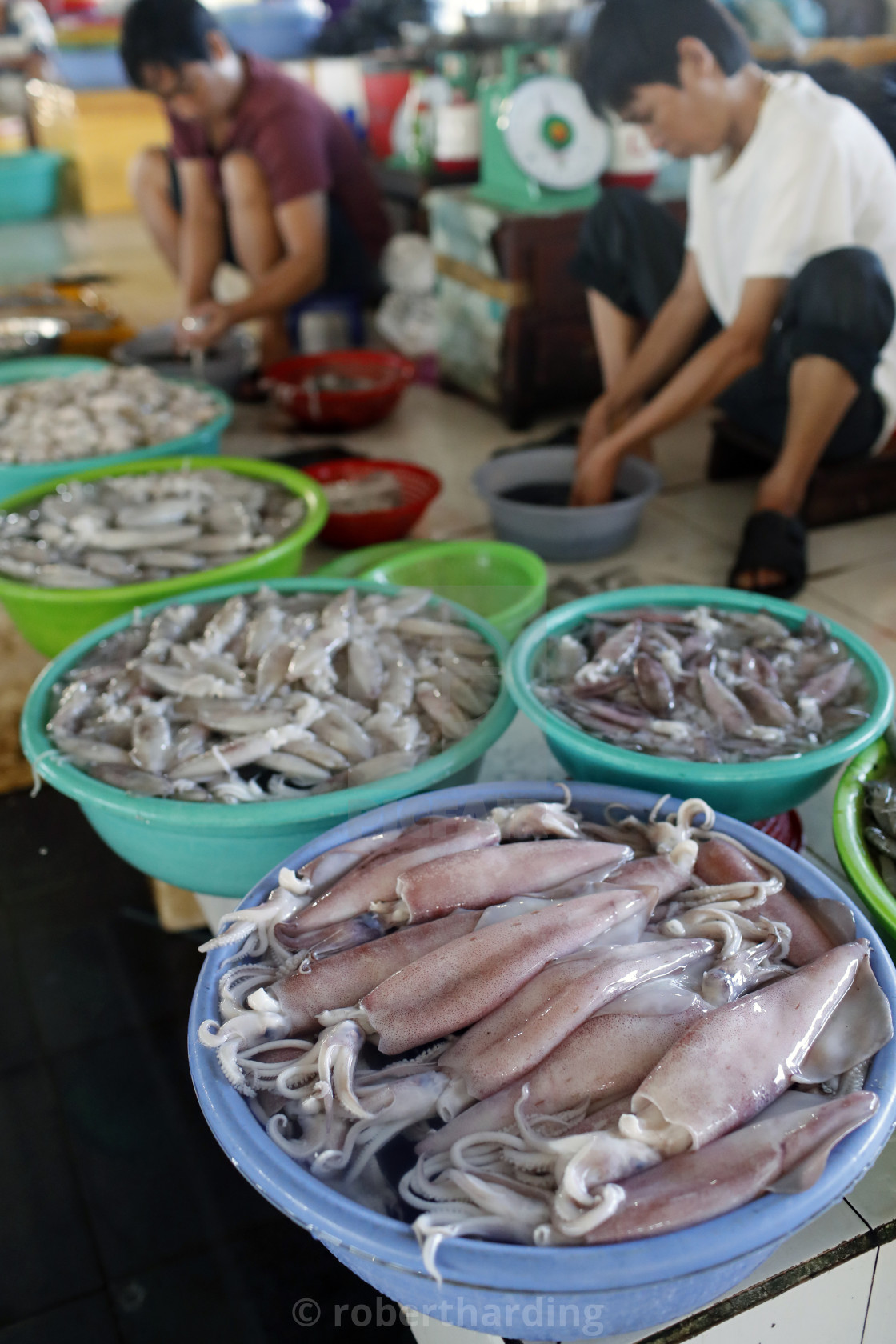 Fish Market Squids And Shrimps For Sale Ha Tien Vietnam