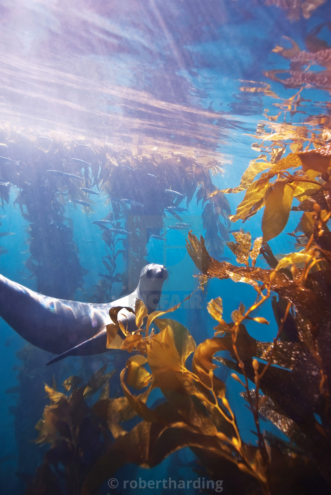 California Sea Lion Zalophus Californianus Swimming In The Kelp Forest License Download Or Print For 79 84 Photos Picfair