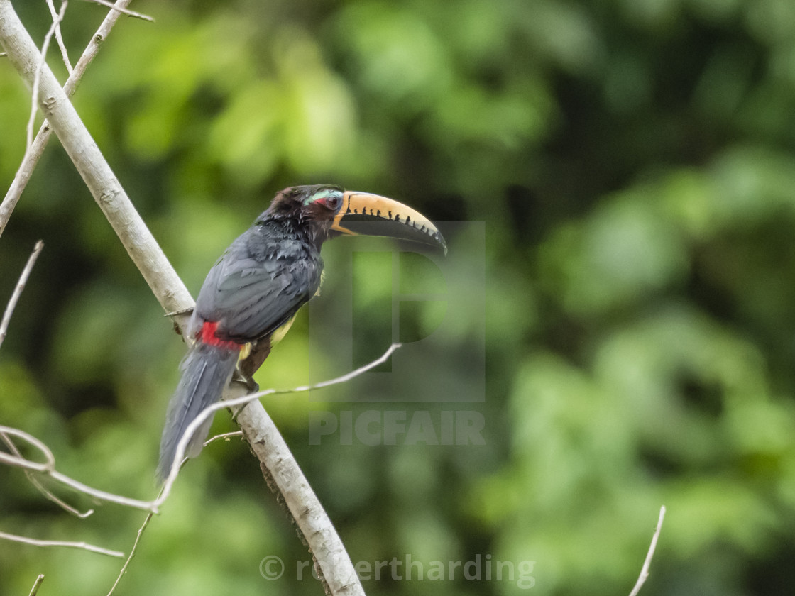 Cañas amazon Clearance