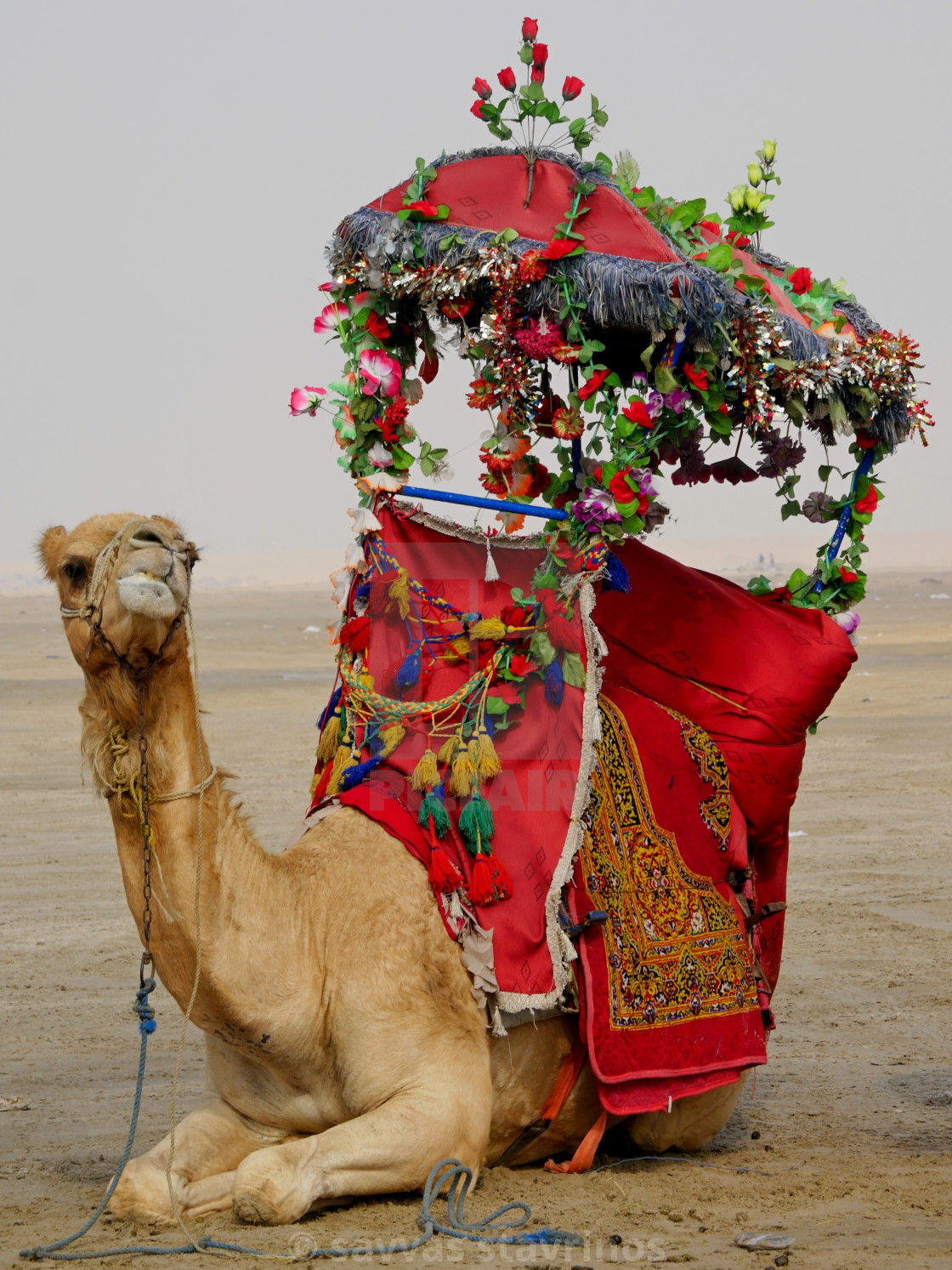 Camel for hire is waiting her next customer to take on a long desert ride. - License, download or print for £ | Photos | Picfair Camel for hire is waiting her next customer to take on a long desert ride. - License, download or print for £ | Photos | Picfair