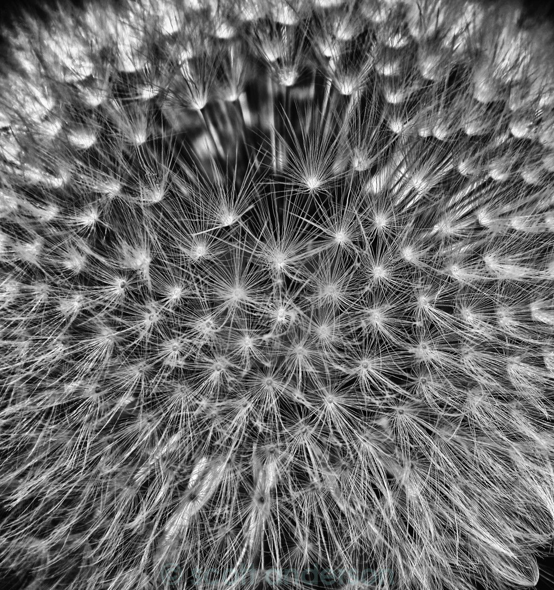 "Dandelion Head" stock image