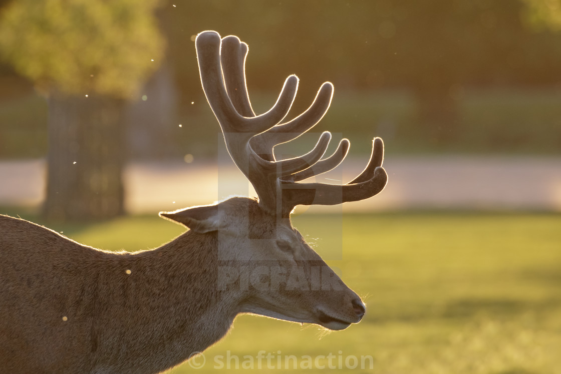 "Backlit Red Deer stag (Cervus elaphus) portrait in growing velvet antlers on..." stock image