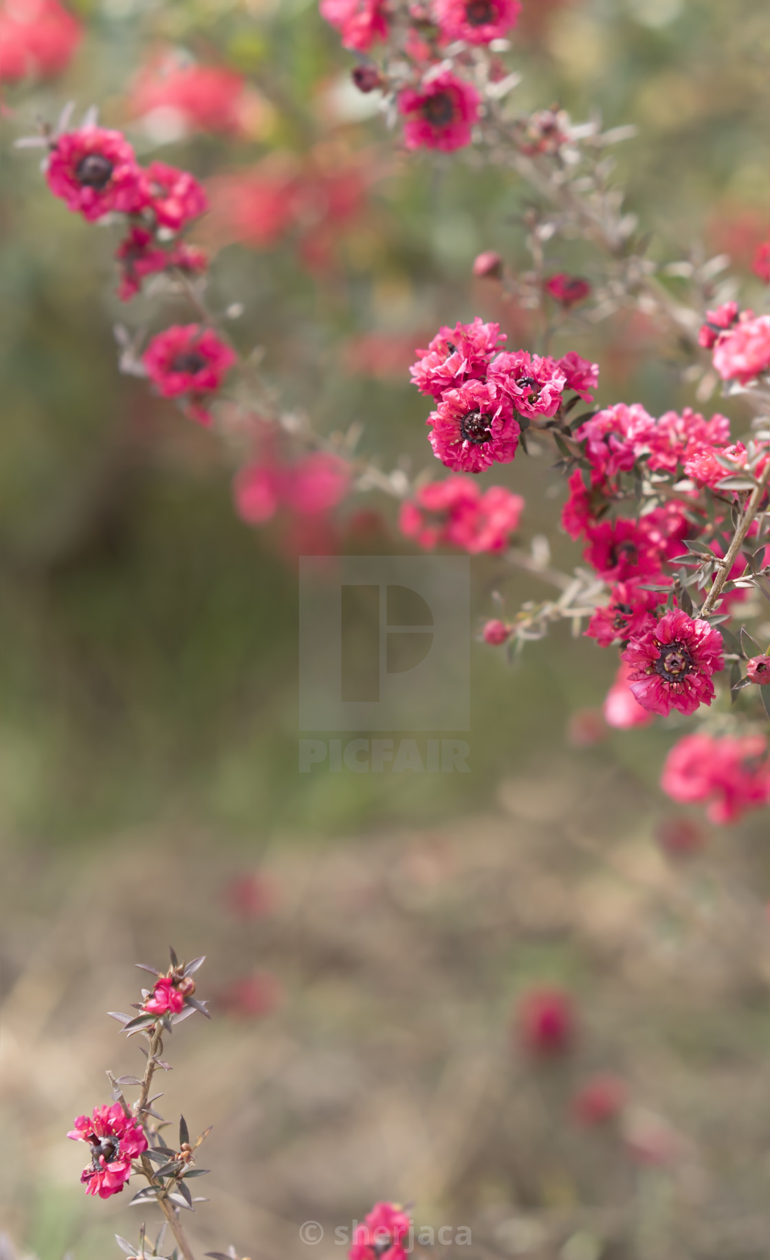 Condolences and sympathy background with pink flowers - License, download  or print for £ | Photos | Picfair