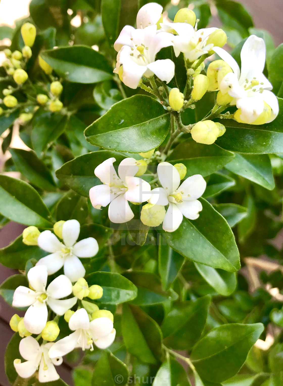 Chinese Star Jasmine License Download Or Print For 6 20 Photos Picfair