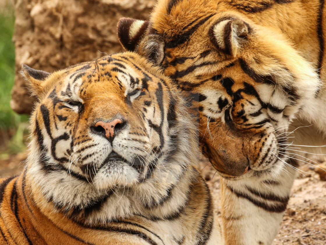 Tiger Love License Download Or Print For 9 99 Photos Picfair Pets showing love to their owners tik tok video cat.watch 10+ pictures with admirable and cute animals, you will see: https www picfair com pics 08390141 tiger love