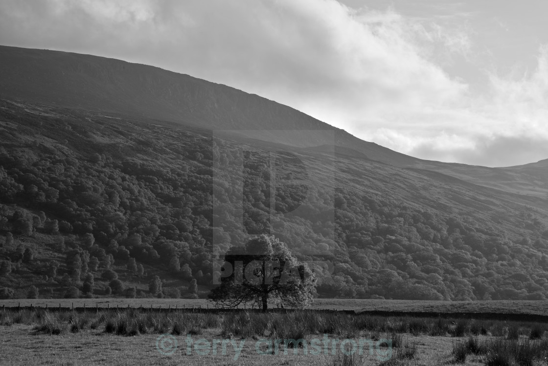 "the one tree" stock image