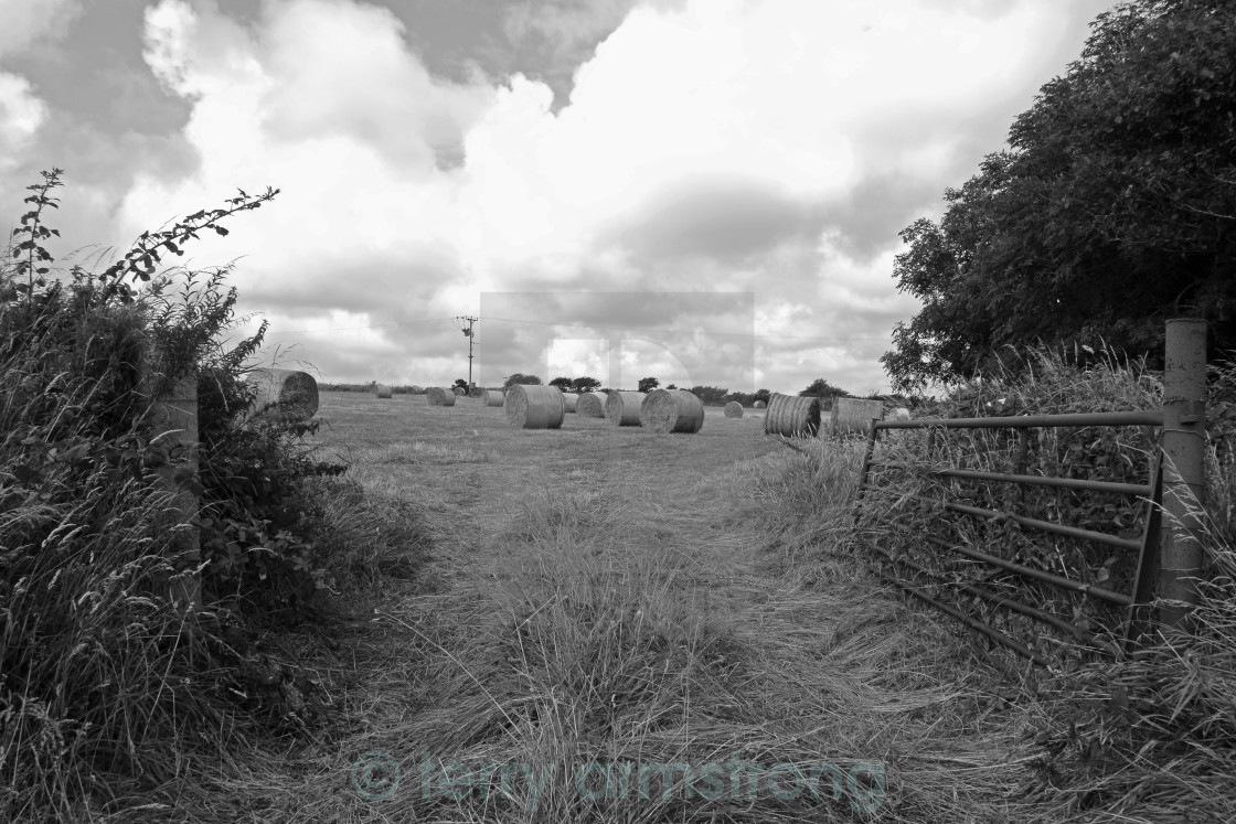 "black and white hay bales" stock image