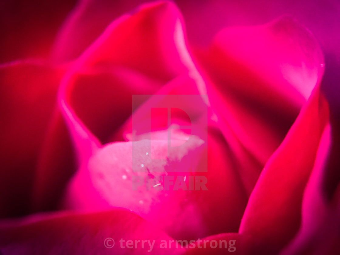 "macro rose" stock image