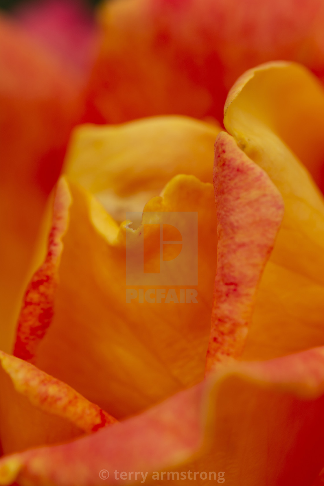 "tangerine dream rose" stock image