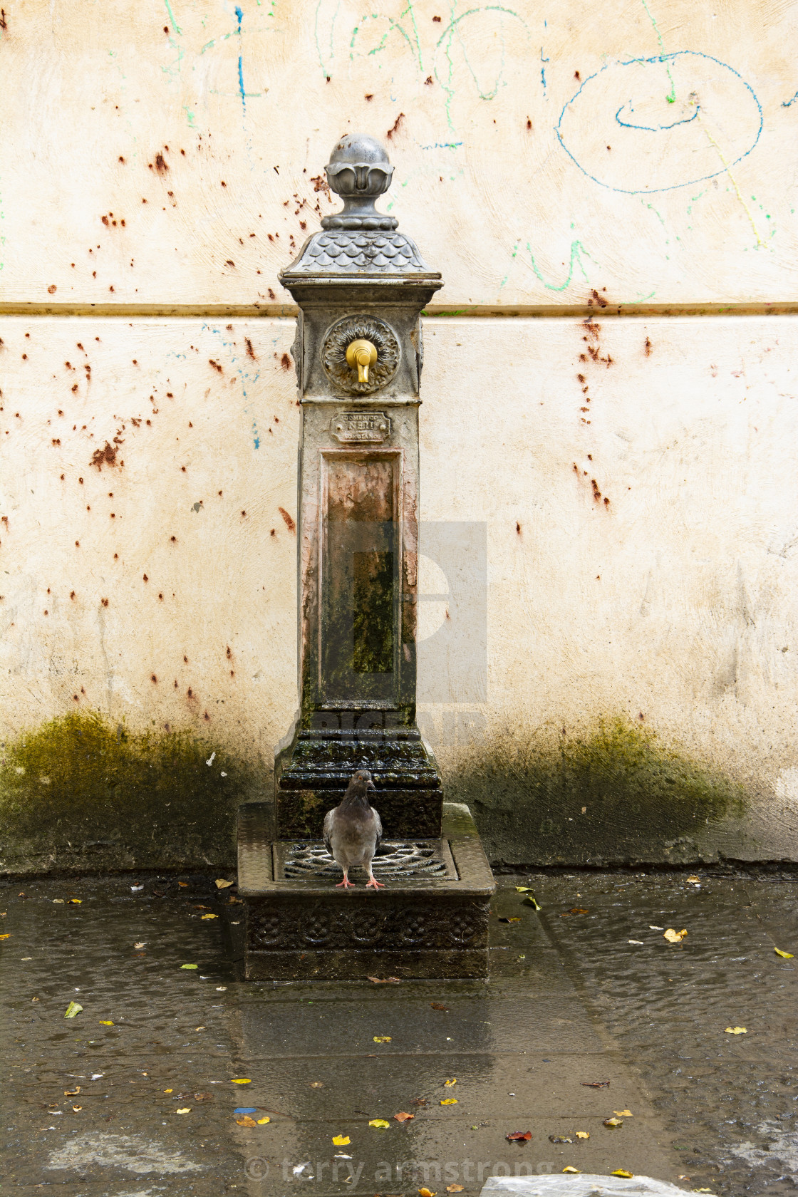 "pigeon at the water fountain" stock image