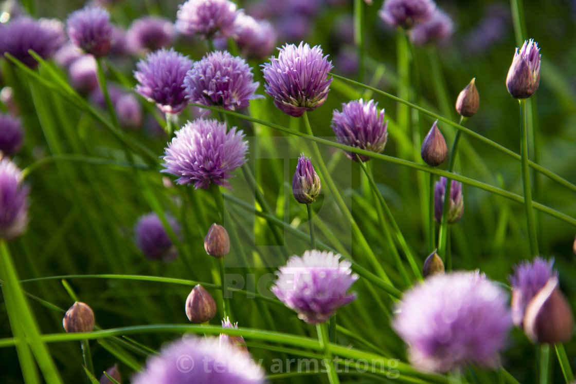 "a picture of chive flowers in the evening light" stock image
