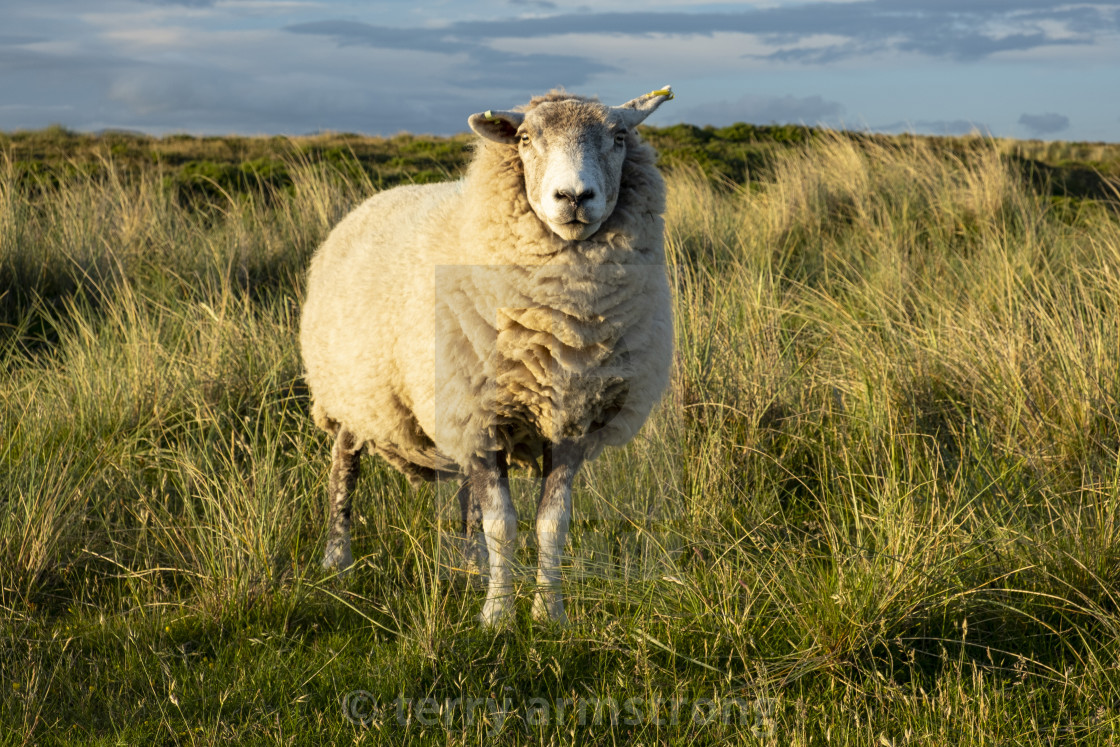 "herdwick sheep" stock image