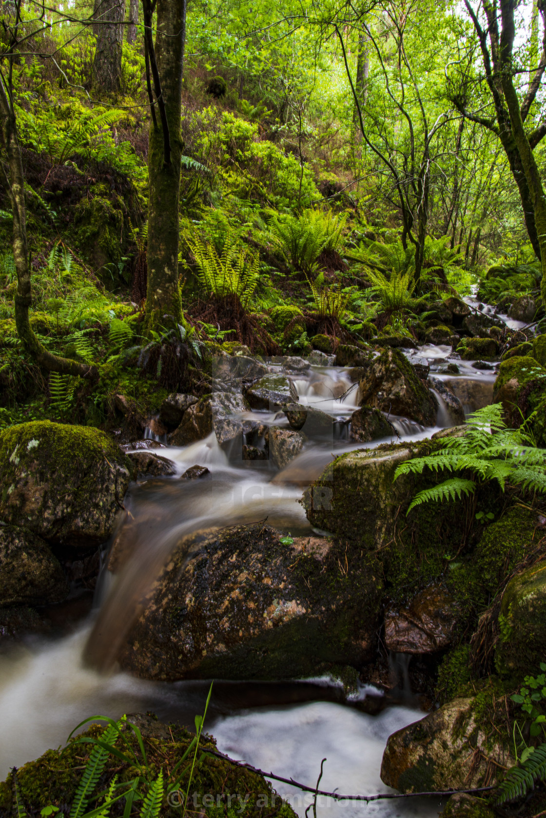 "small woodland stream" stock image