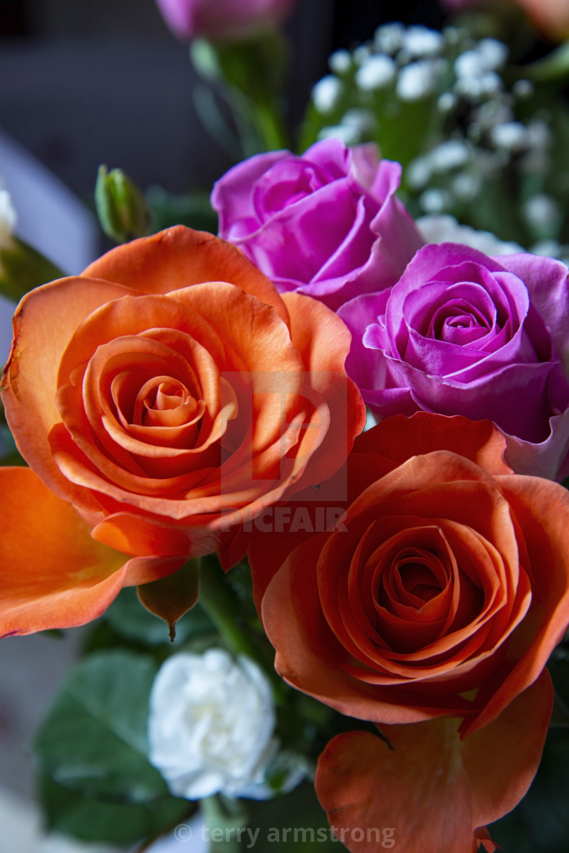 "roses" stock image