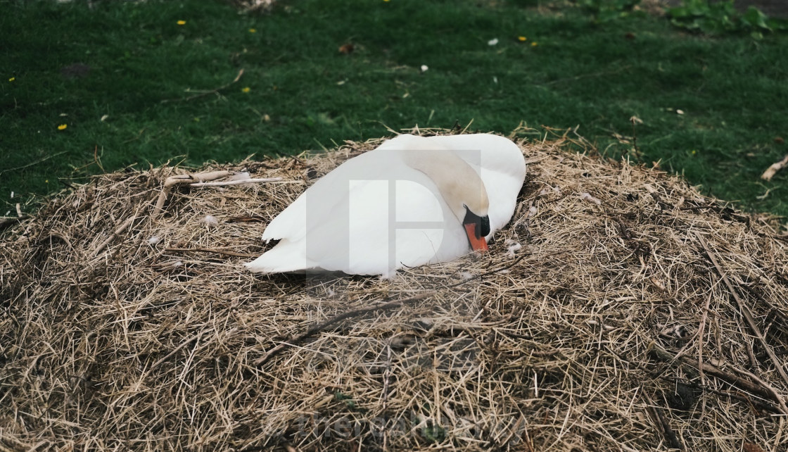 The Sleeping Swans >> Sleeping Swan License Download Or Print For 18 60 Photos Picfair The Sleeping Swans >> Sleeping Swan License Download Or Print For 18 60 Photos Picfair