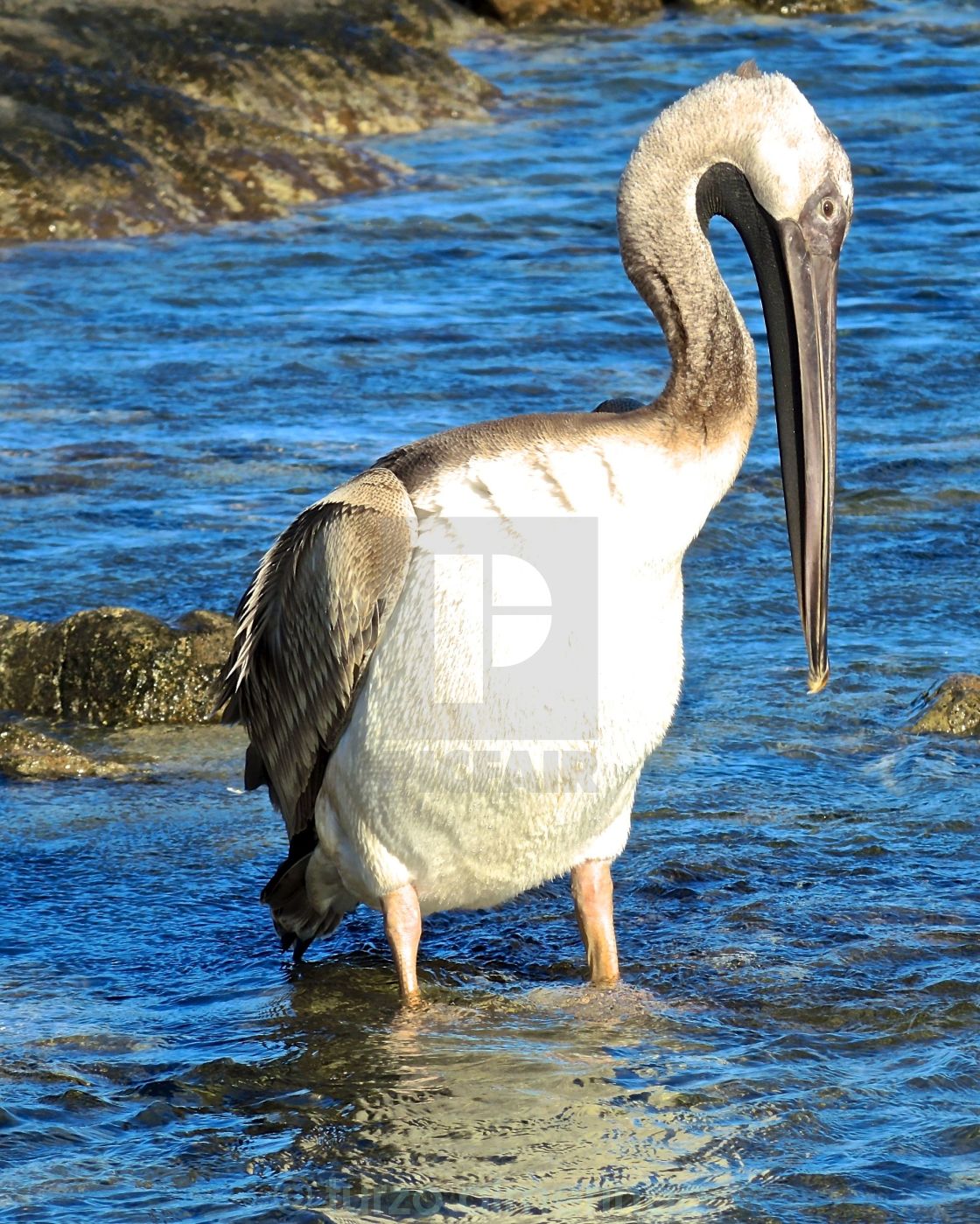 "Pellicano su una spiaggia di Rodi (Grecia)" by turzo almerindo - $2.99 "Pellicano su una spiaggia di Rodi (Grecia)" stock image